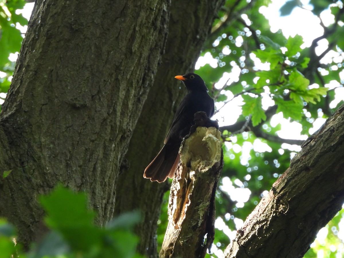 Eurasian Blackbird - ML638304151