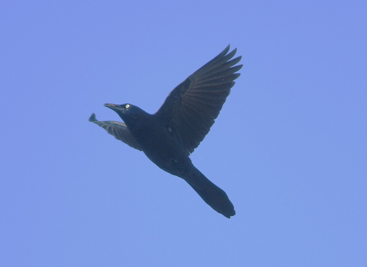 Common Grackle - ML638304153