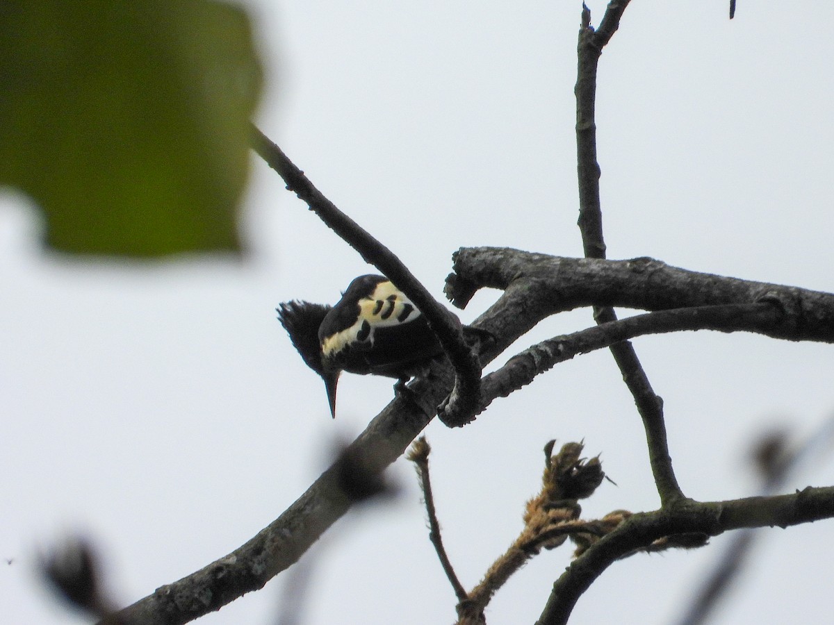 Heart-spotted Woodpecker - ML638304154