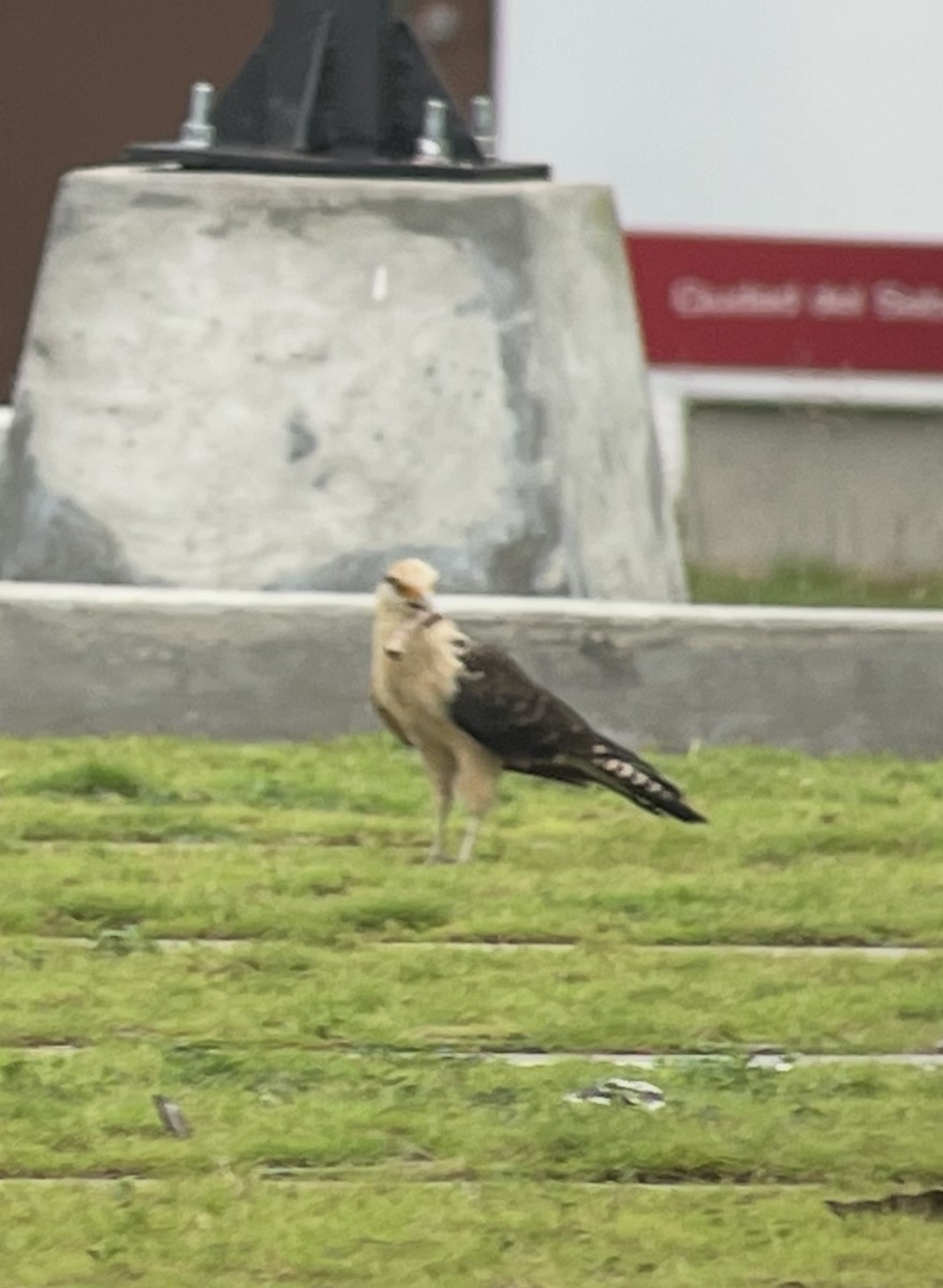 Caracara Chimachima - ML638304172