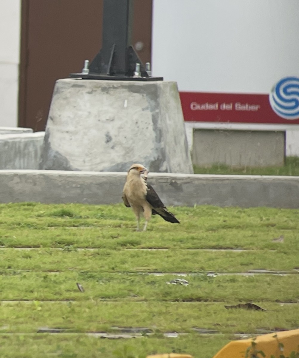 Caracara Chimachima - ML638304173