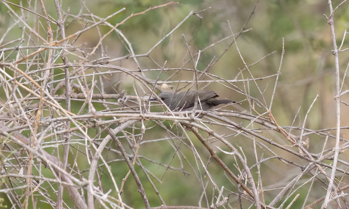 Camaróptera Sencilla - ML638304174