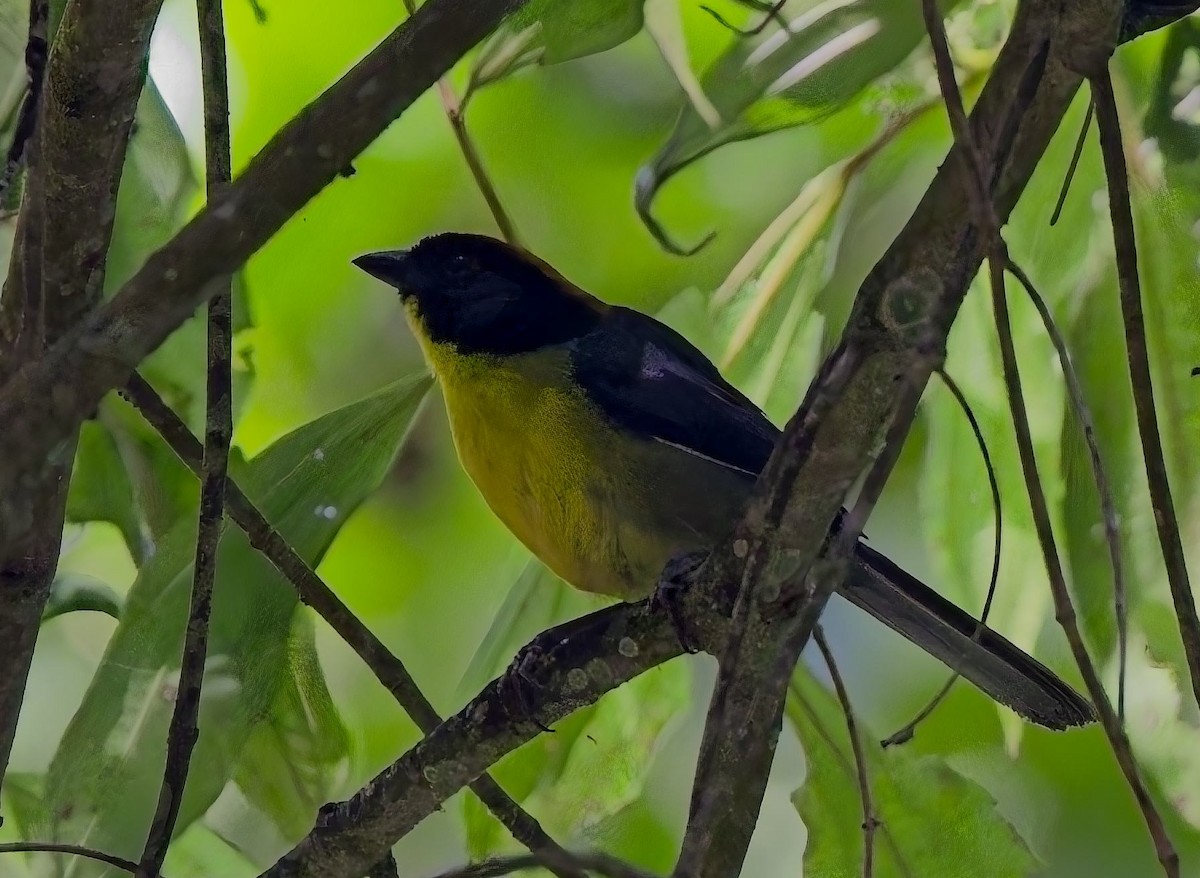 Atlapetes Pechiamarillo (nigrifrons) - ML638304184