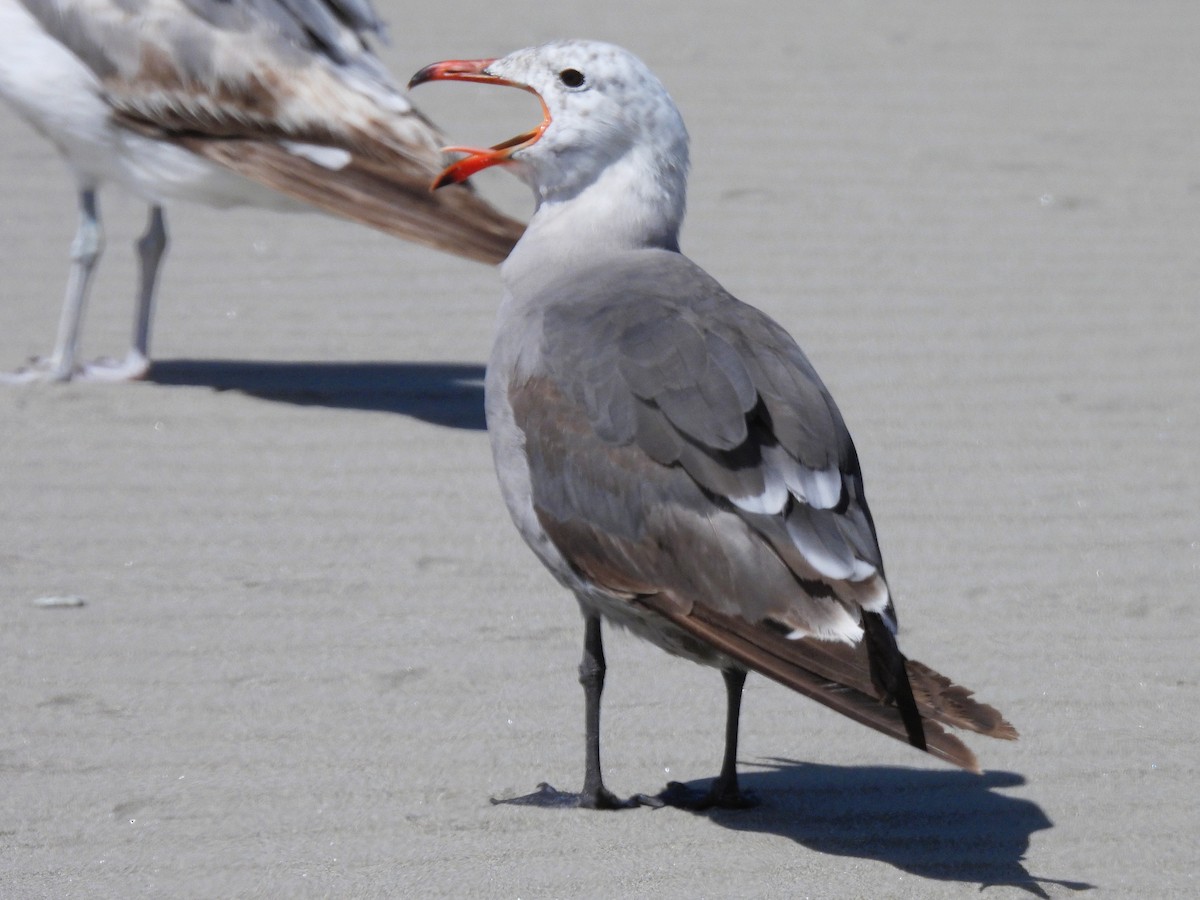 Gaviota Mexicana - ML638304194