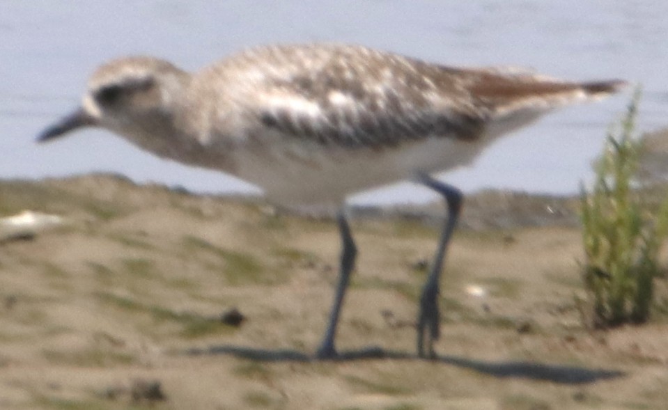 Black-bellied Plover - ML638304202