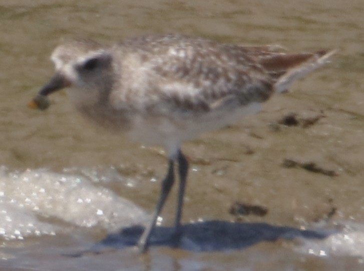 Black-bellied Plover - ML638304203