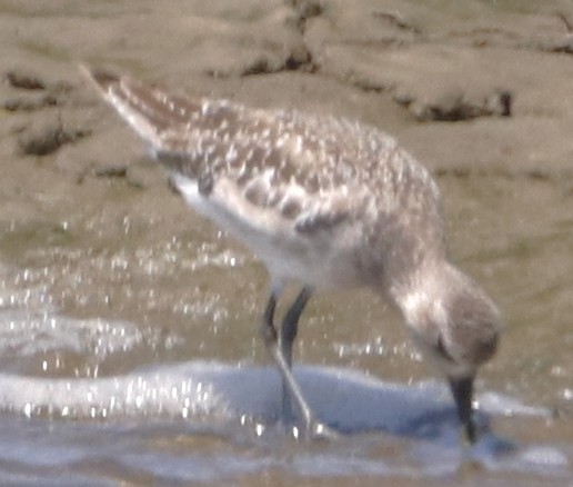 Black-bellied Plover - ML638304204