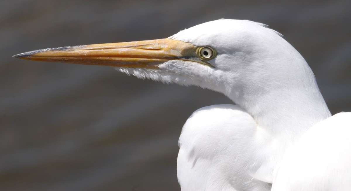 Great Egret - ML638304205