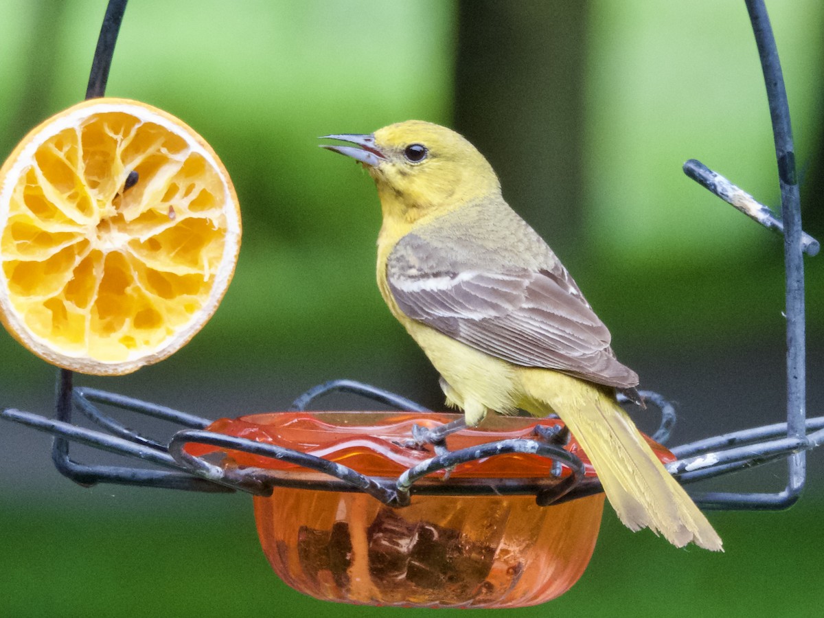 Orchard Oriole - ML638304210