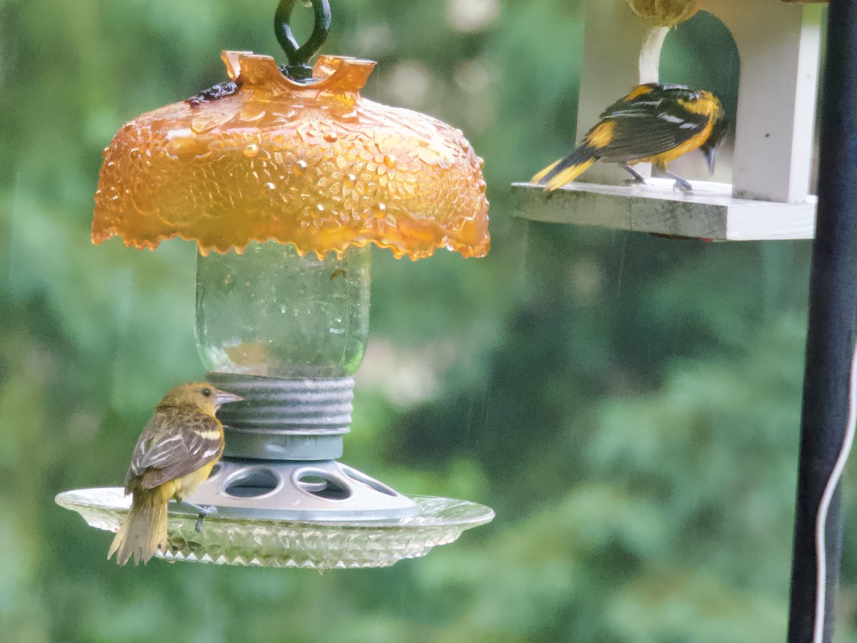 Baltimore Oriole - ML638304212
