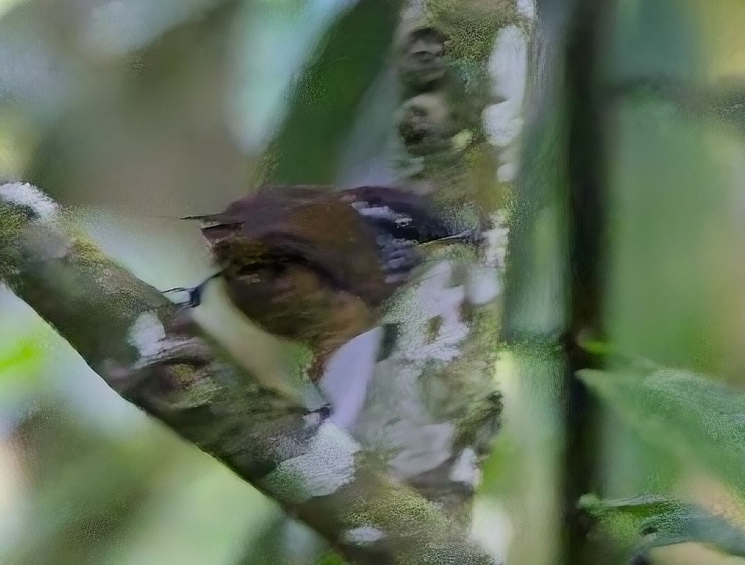 Troglodyte à poitrine grise (manastarae) - ML638304219