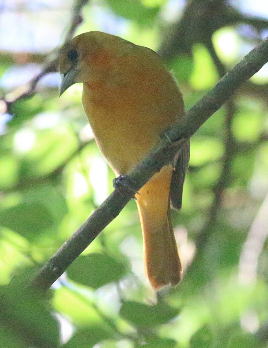 Baltimore Oriole - ML638304220