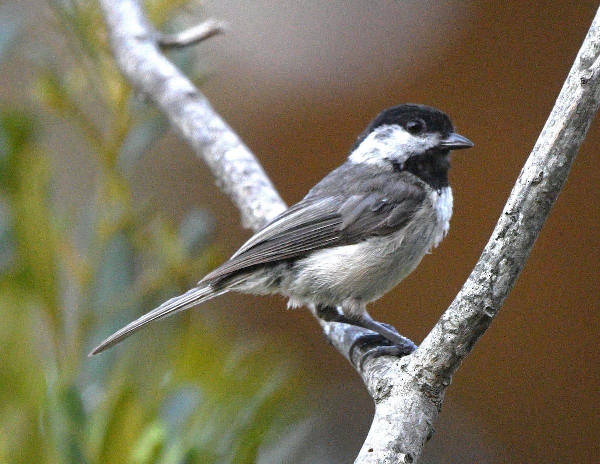 Carolina Chickadee - ML638304222