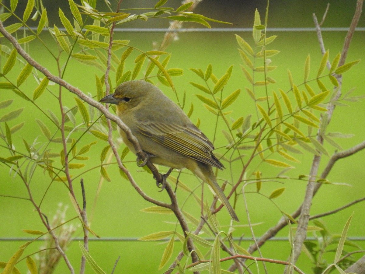 Hepatic Tanager - ML638304223