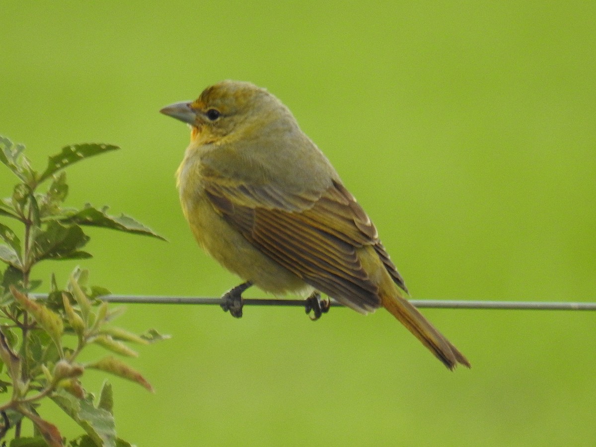 Hepatic Tanager - ML638304225