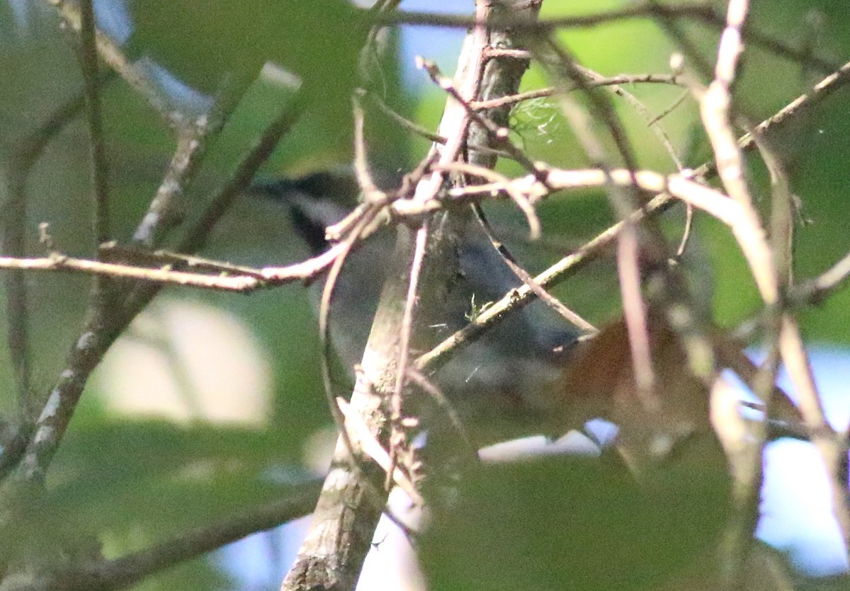 Golden-winged Warbler - ML638304230