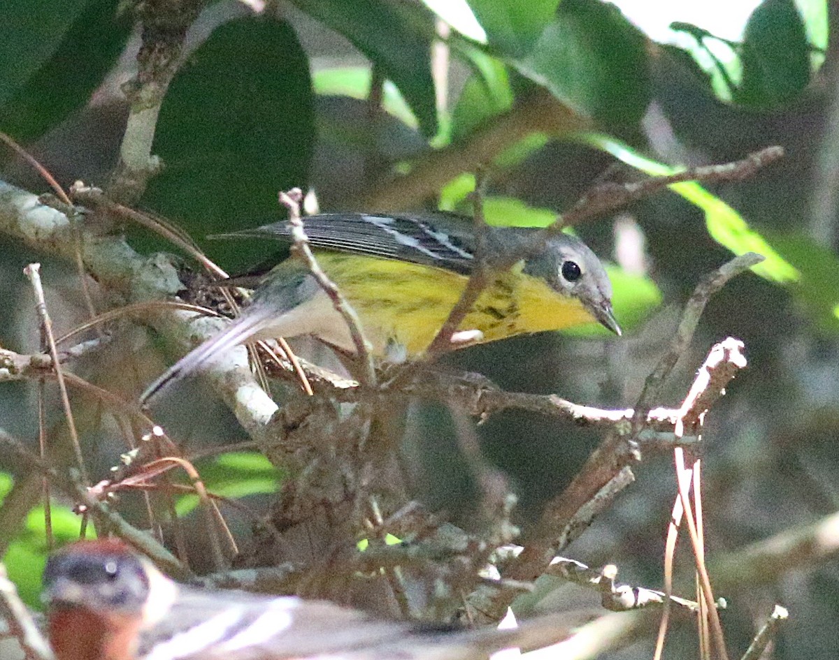 Magnolia Warbler - ML638304236