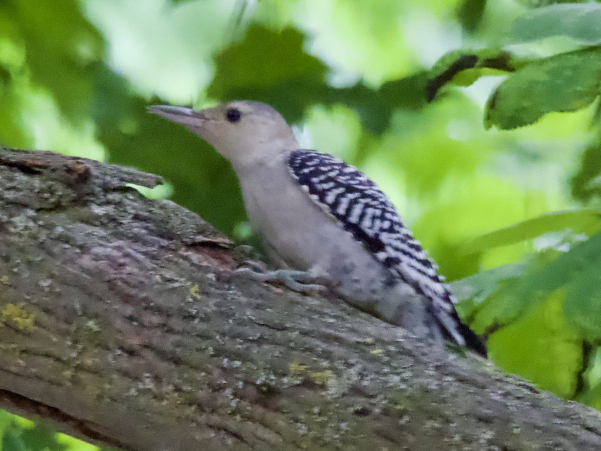 Red-bellied Woodpecker - ML638304239