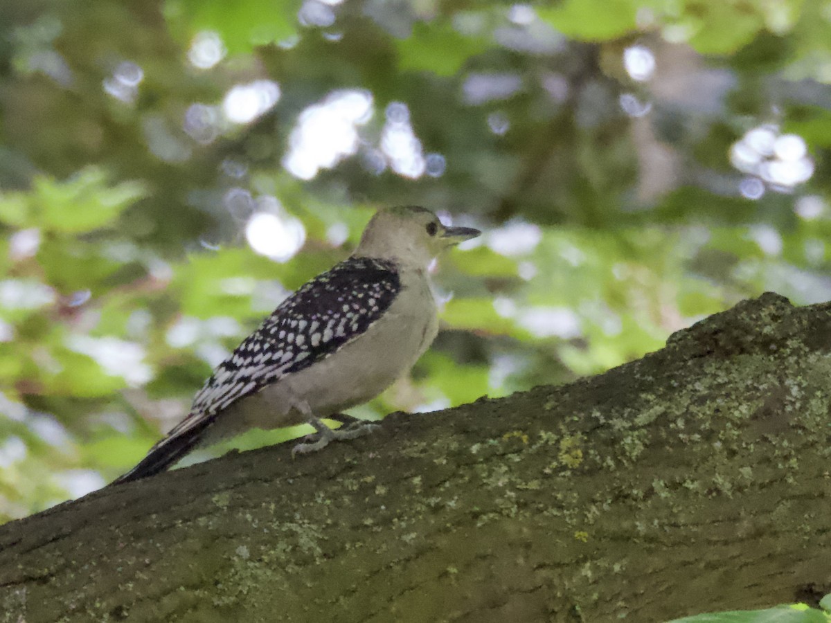 Red-bellied Woodpecker - ML638304240