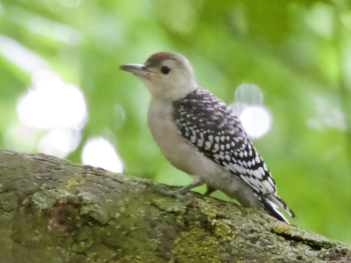 Red-bellied Woodpecker - ML638304241