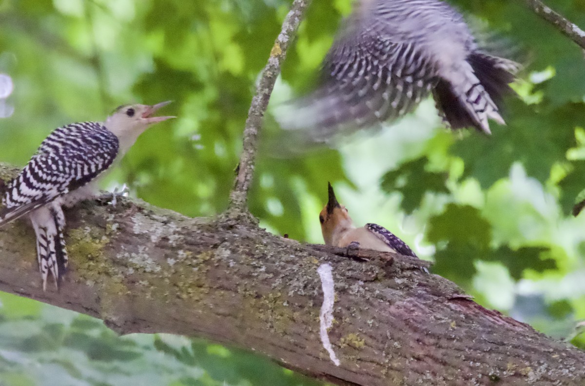 Red-bellied Woodpecker - ML638304242