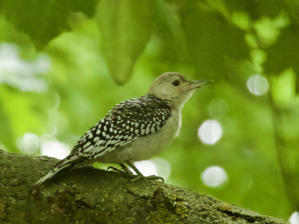 Red-bellied Woodpecker - ML638304243