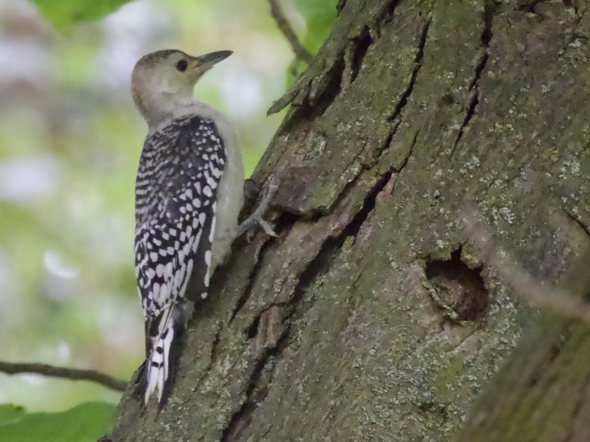 Red-bellied Woodpecker - ML638304244