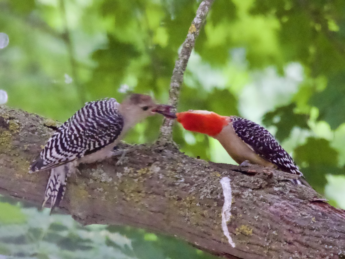Red-bellied Woodpecker - ML638304245