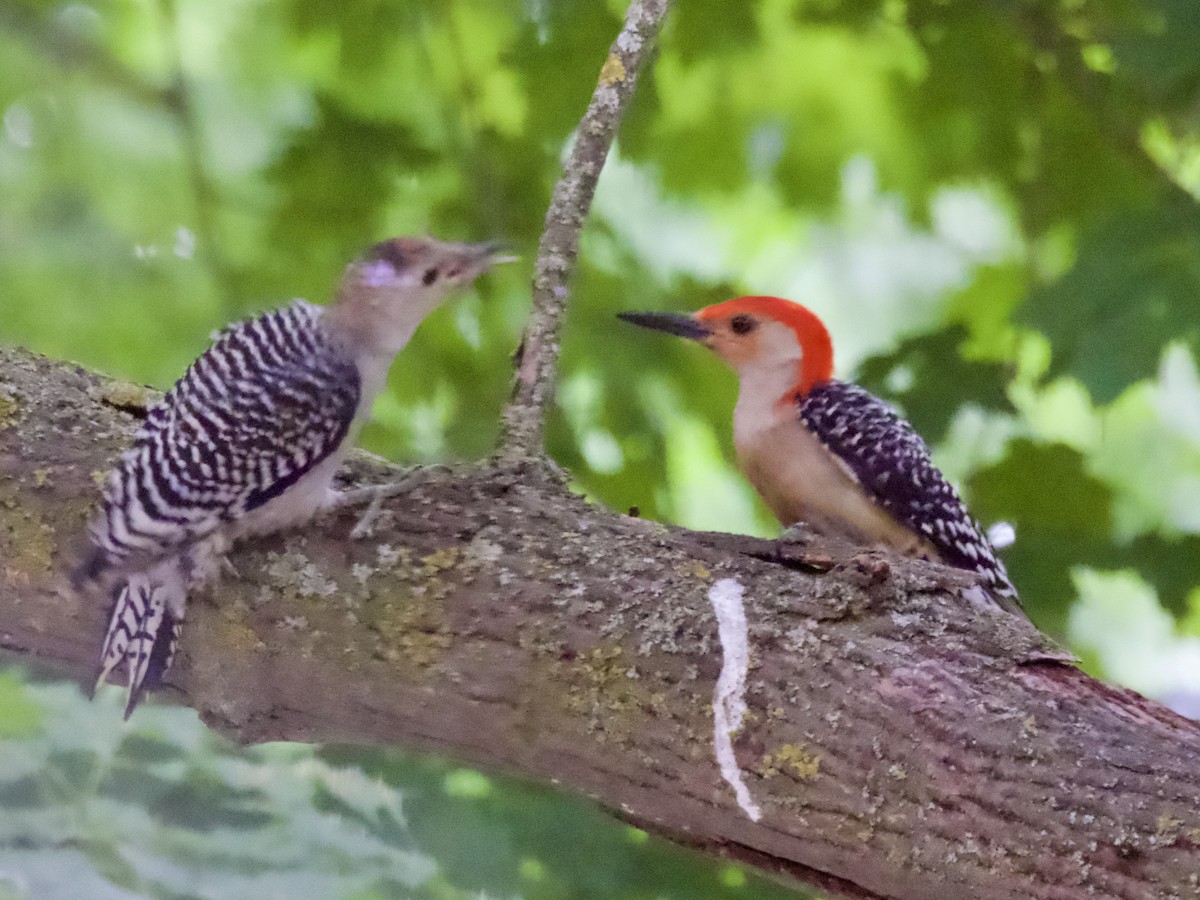 Red-bellied Woodpecker - ML638304246
