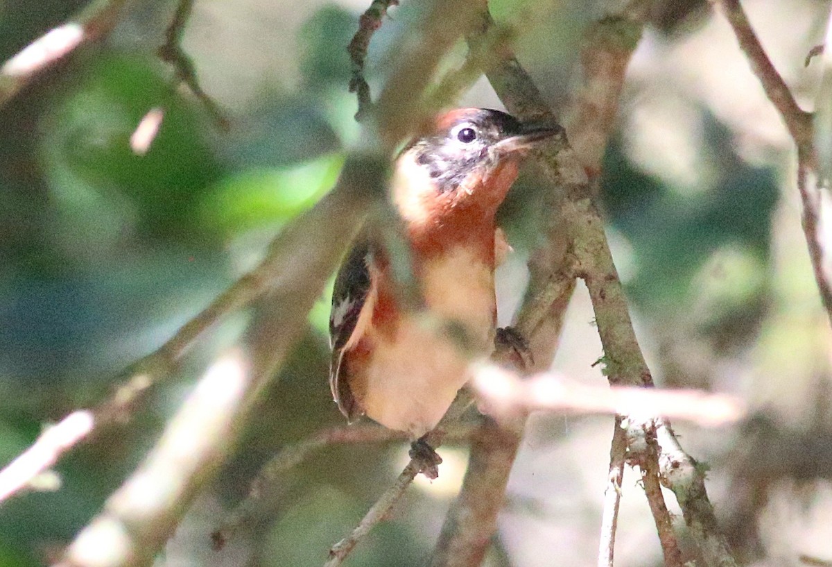 Bay-breasted Warbler - ML638304249