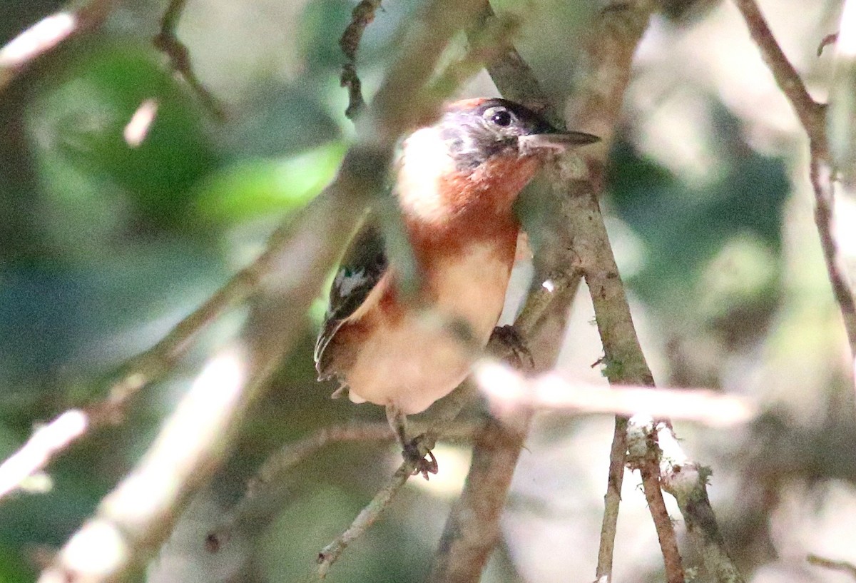 Bay-breasted Warbler - ML638304250