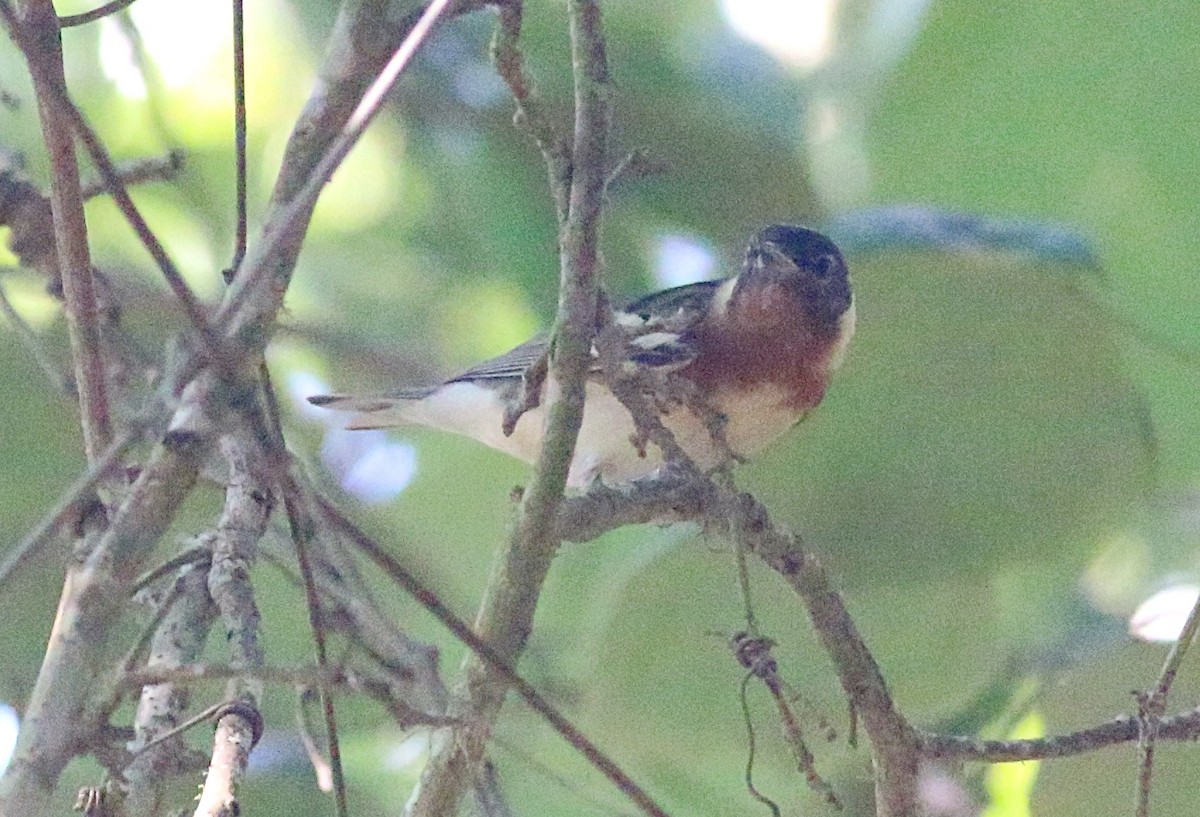 Bay-breasted Warbler - ML638304251
