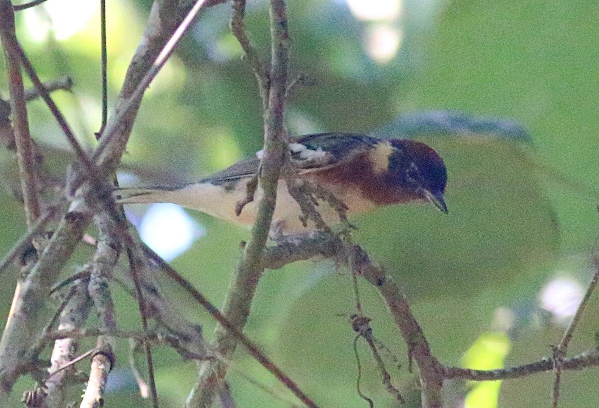 Bay-breasted Warbler - ML638304252