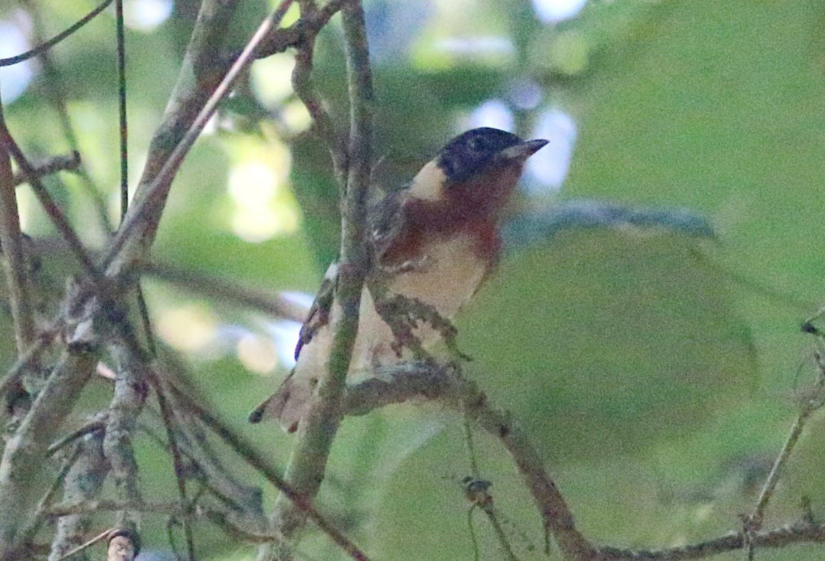 Bay-breasted Warbler - ML638304253