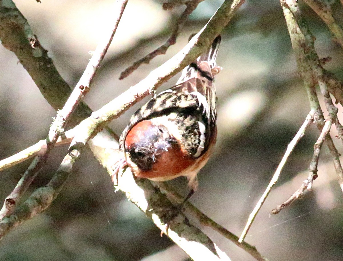 Bay-breasted Warbler - ML638304255