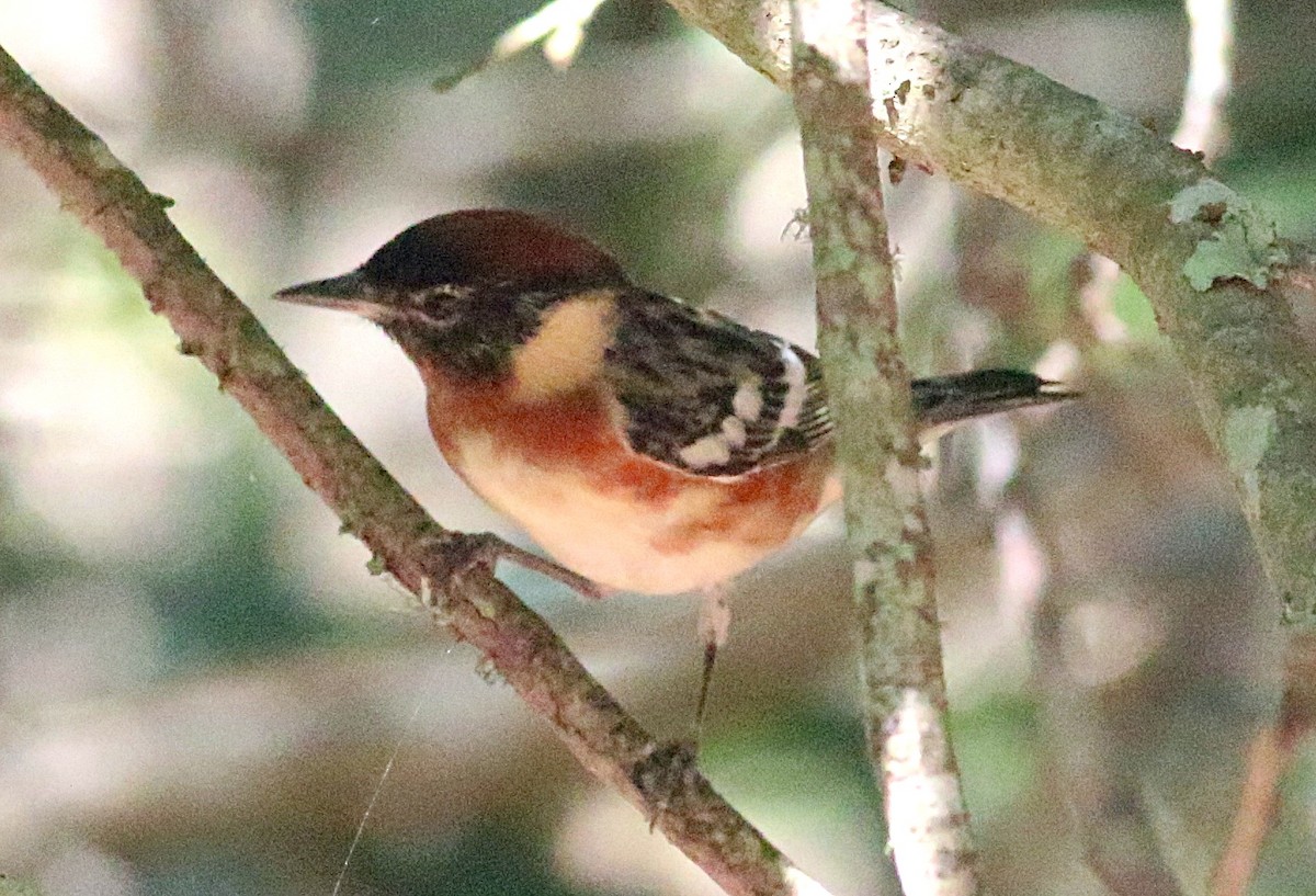 Bay-breasted Warbler - ML638304256