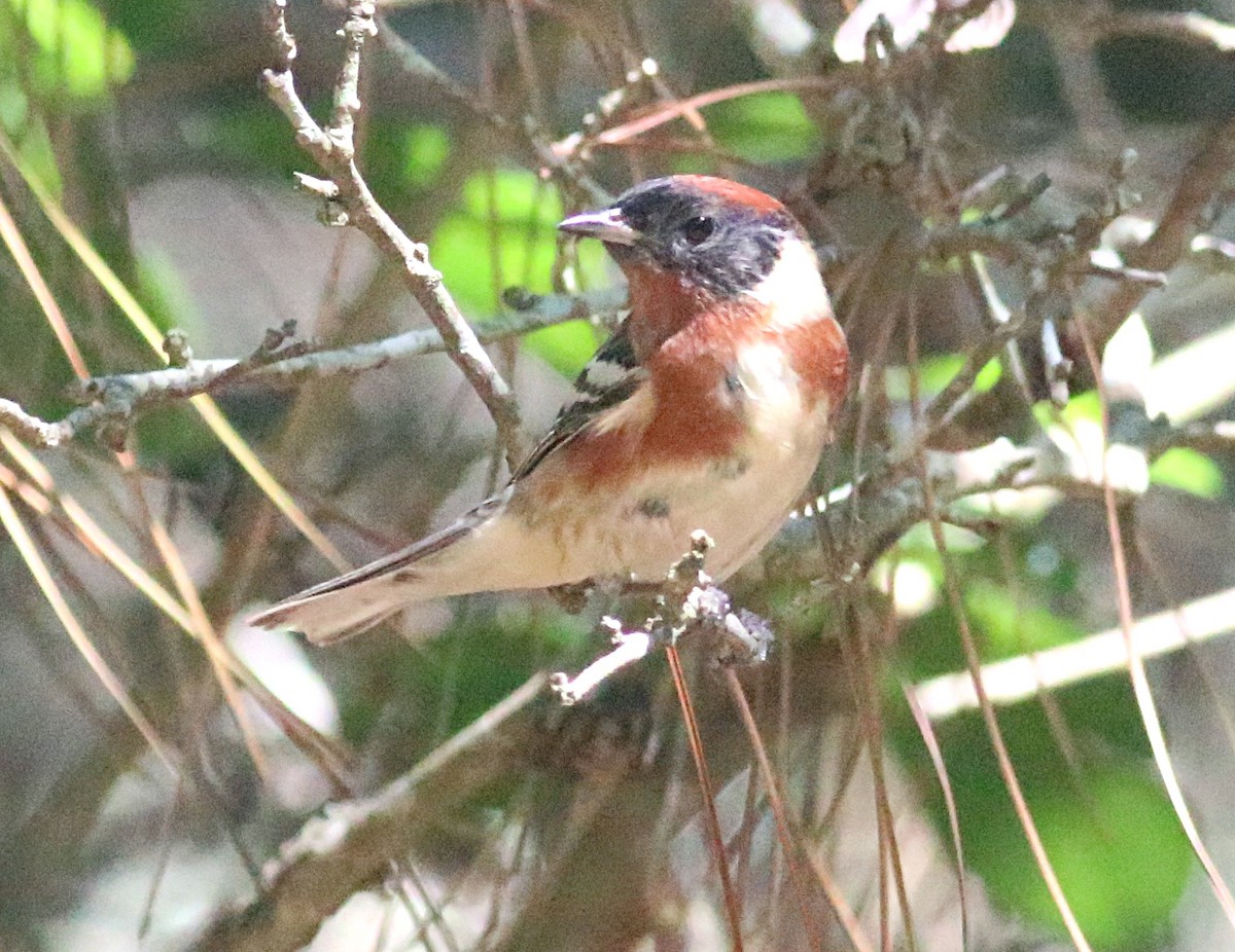 Bay-breasted Warbler - ML638304257