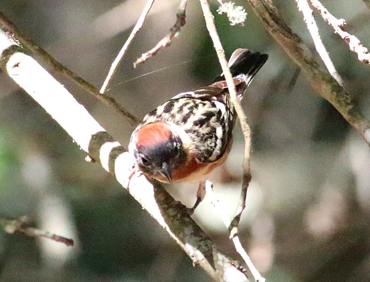 Bay-breasted Warbler - ML638304258