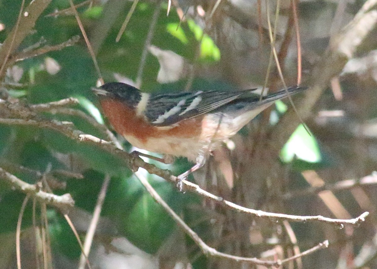 Bay-breasted Warbler - ML638304259