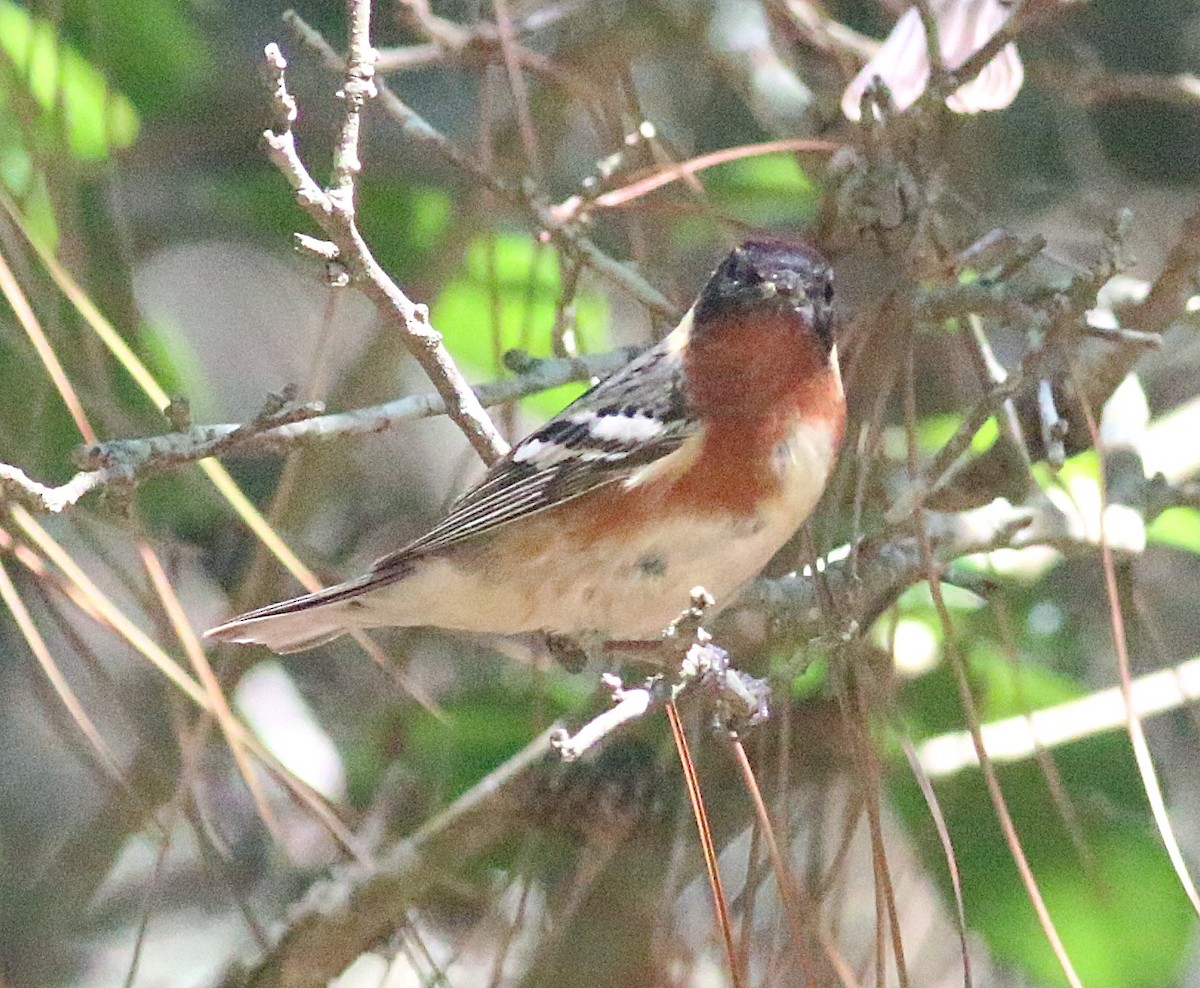 Bay-breasted Warbler - ML638304260