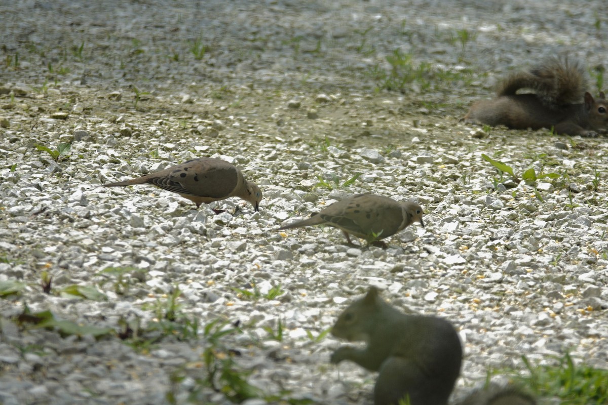Mourning Dove - ML638304261
