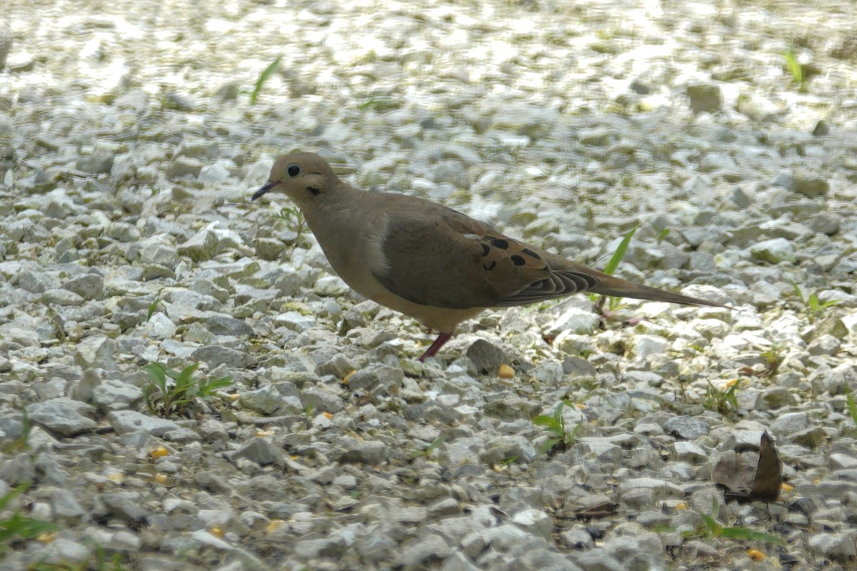 Mourning Dove - ML638304262