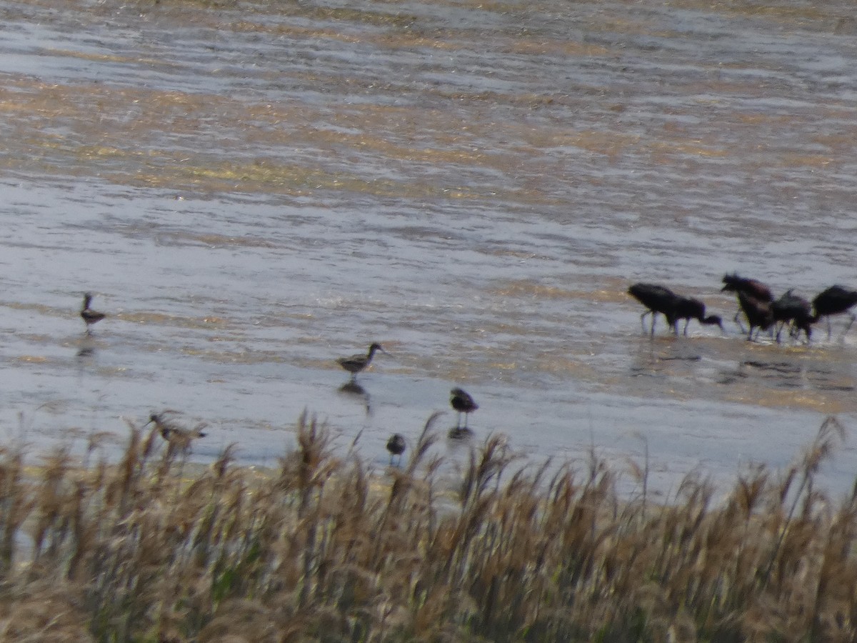 Hudsonian Godwit - ML638304263