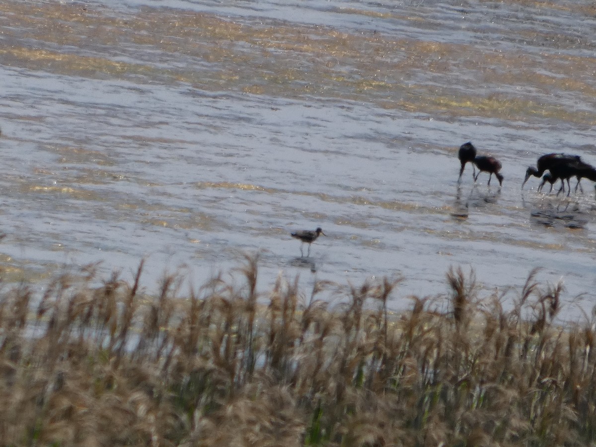 Hudsonian Godwit - ML638304264