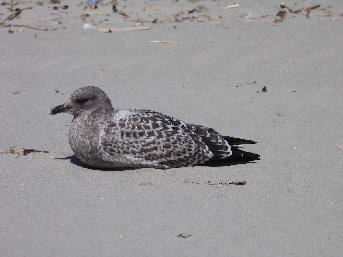 California Gull - ML638304266