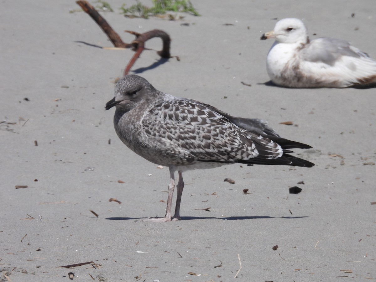 California Gull - ML638304267