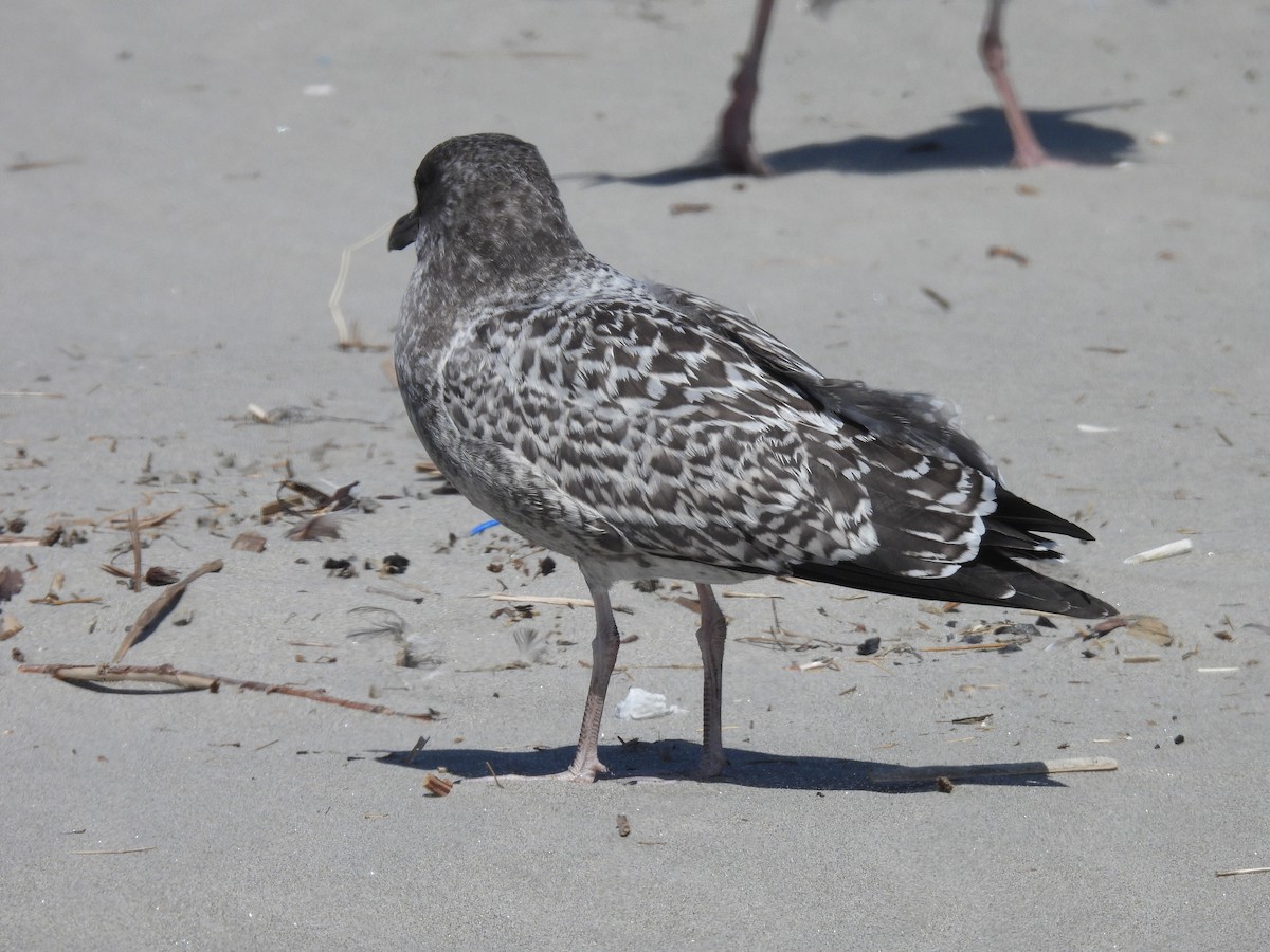 California Gull - ML638304268