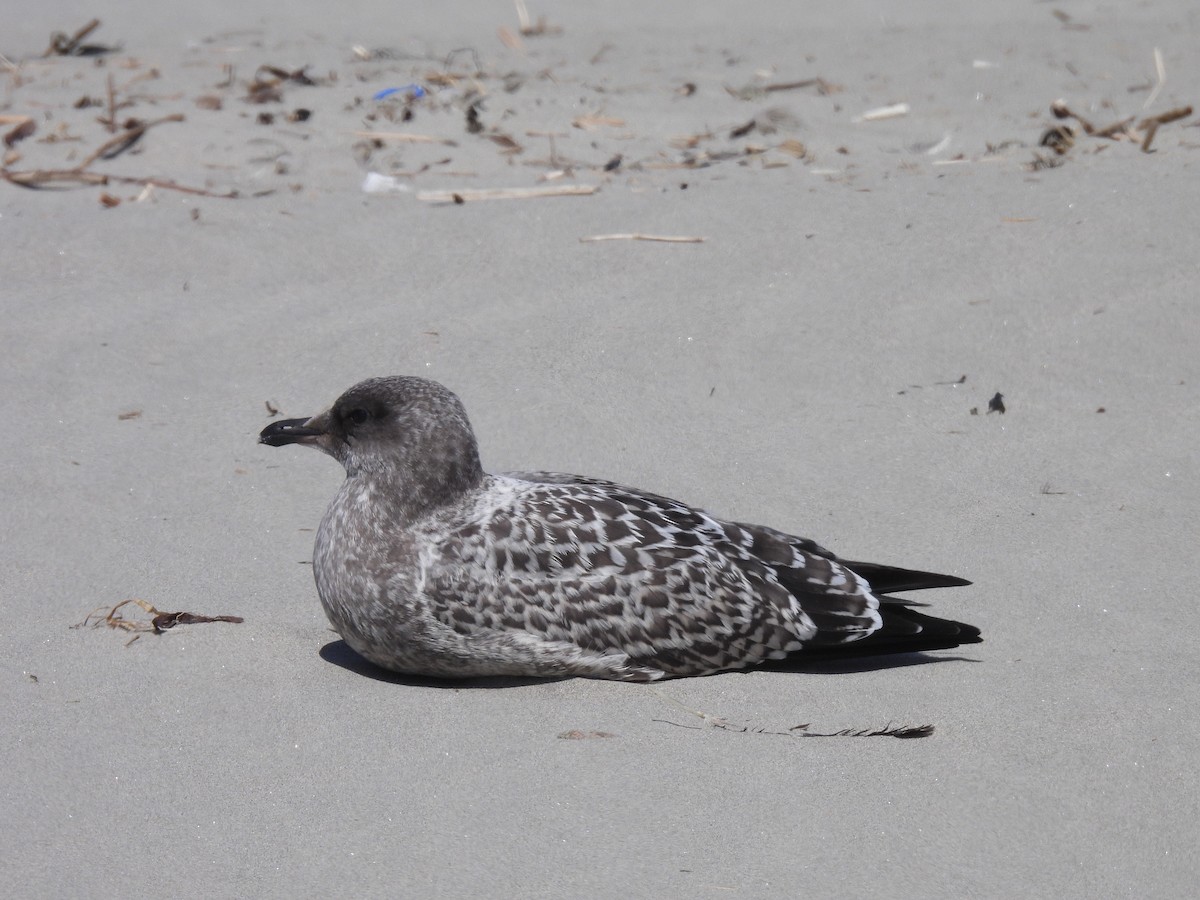 California Gull - ML638304269