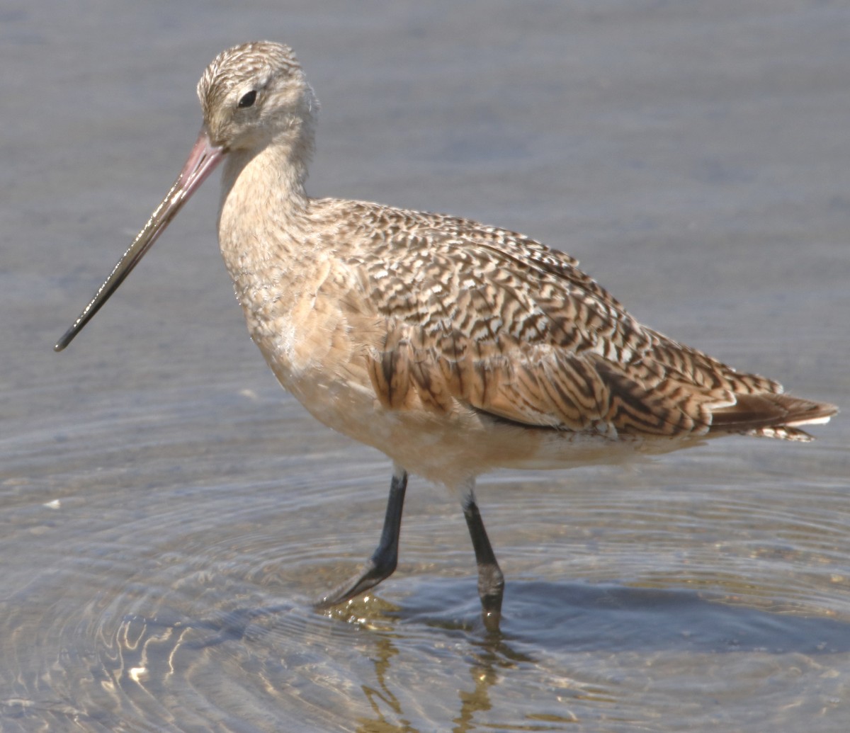Marbled Godwit - ML638304270