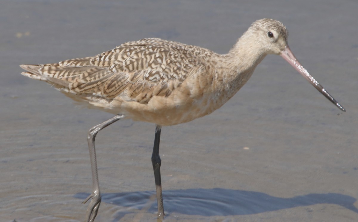 Marbled Godwit - ML638304271